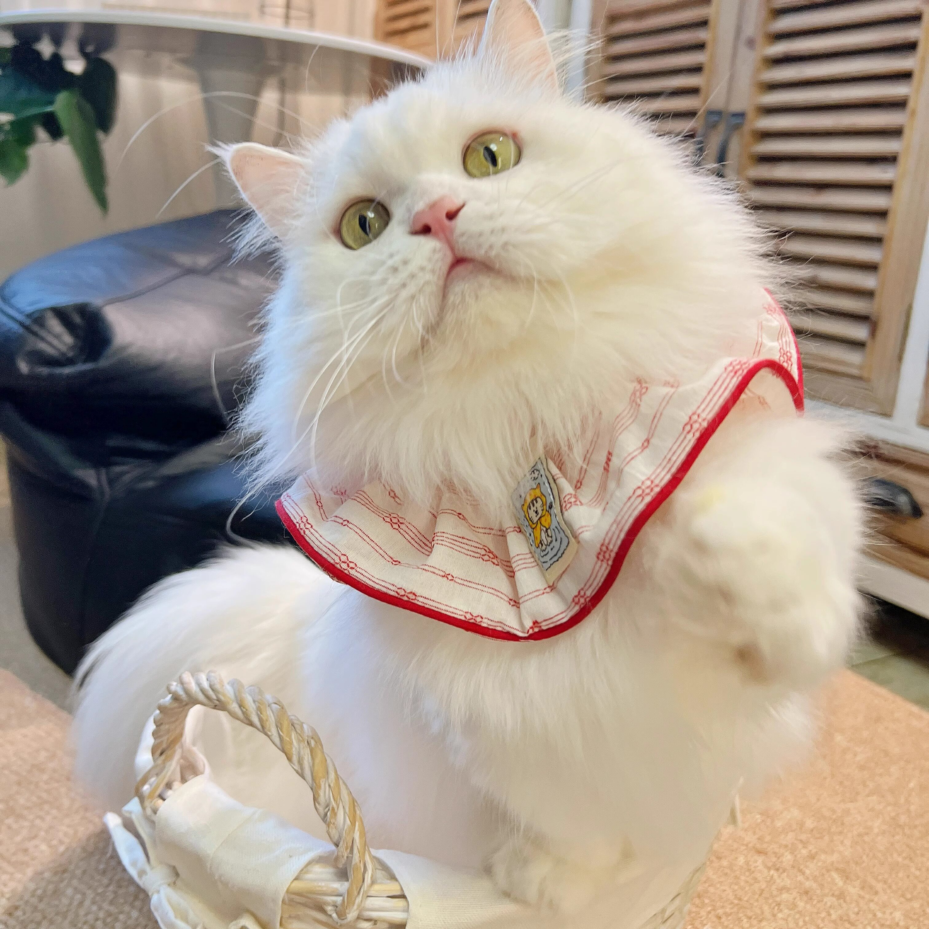 宠物口水巾领结猫咪狗狗通用布偶约克夏比熊泰迪卡通弹力可爱围脖