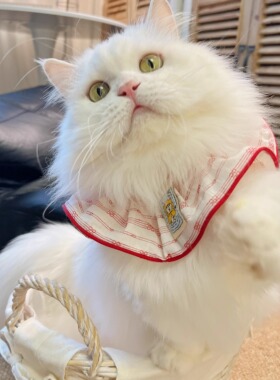 宠物口水巾领结猫咪狗狗通用布偶约克夏比熊泰迪卡通弹力可爱围脖