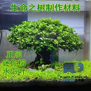 正宗迷你榕水下叶生命之树制作材