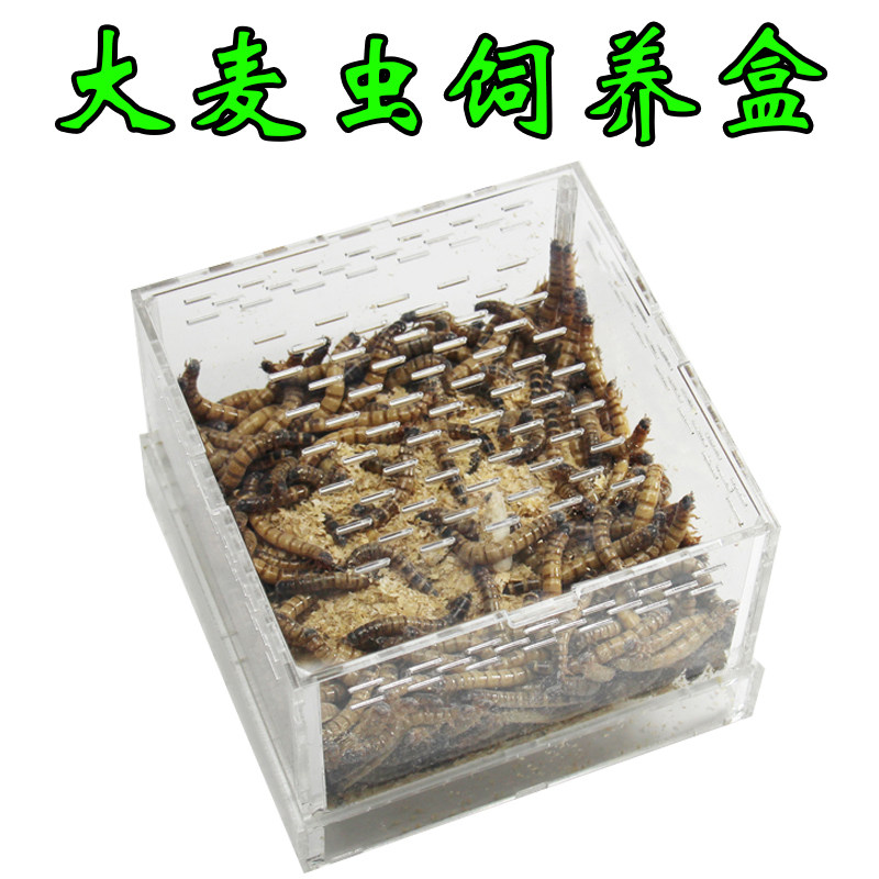面包虫大麦虫亚克力饲养盒黄粉虫活体饲养盒亚克力面包虫饲养箱