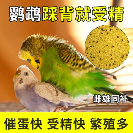 营养配方鸡蛋小米鹦鹉添膘饲料虎皮牡丹玄风珍珠文鸟画眉鸟粮