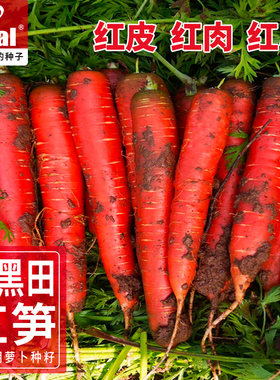 理想农业胡萝卜种子三红味甜丰产