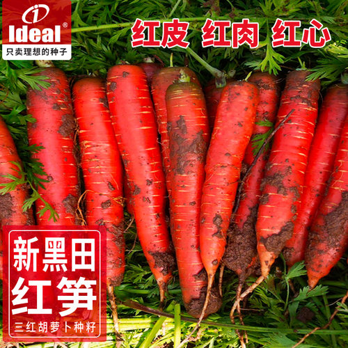 理想农业胡萝卜种子三红味甜丰产