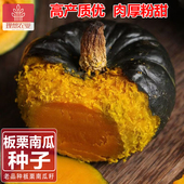 南瓜种子正宗贝贝南瓜种子老品种贝贝板栗小南瓜种籽板栗理想农业