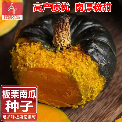 老品种贝贝南瓜种子板栗味浓