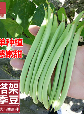 四季豆种子短豆角种子地豆种子农家阳台种植ideal理想农业