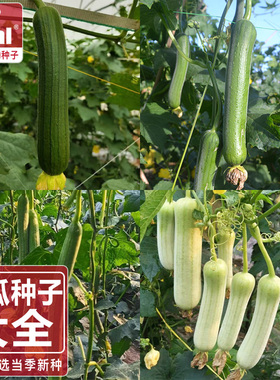 丝瓜种子老品种丝瓜种子仙客来水瓜种子ideal理想农业理想种业