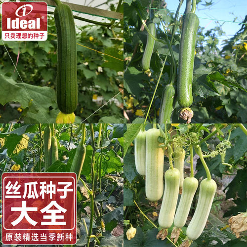 春播江南老品种丝瓜种子理想农业