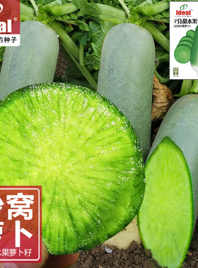 水果青萝卜天津甜脆沙窝萝卜种子凤梨萝卜ideal理想农业理想种业
