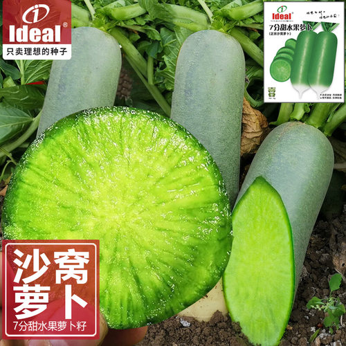 水果青萝卜天津甜脆沙窝萝卜种子凤梨萝卜ideal理想农业理想种业