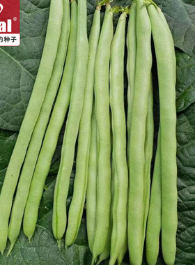 ideal理想农业理想种业小金豆种子青扁豆种籽四季豆豆角籽