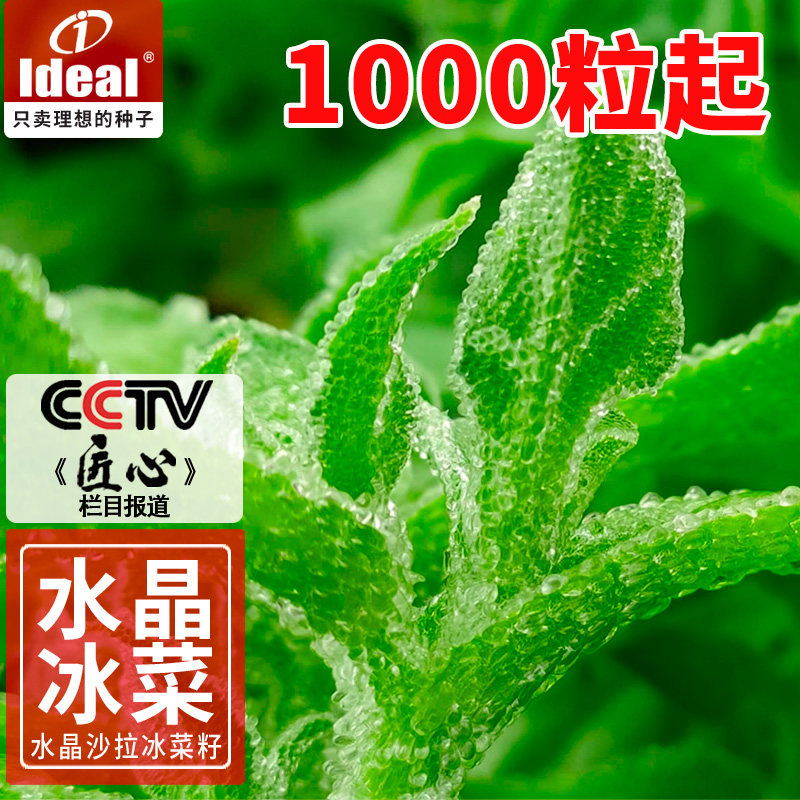 水晶冰菜种籽盆栽阳台蔬菜种子大全冰草菜籽苗四季种植青野菜种孑怎么看?