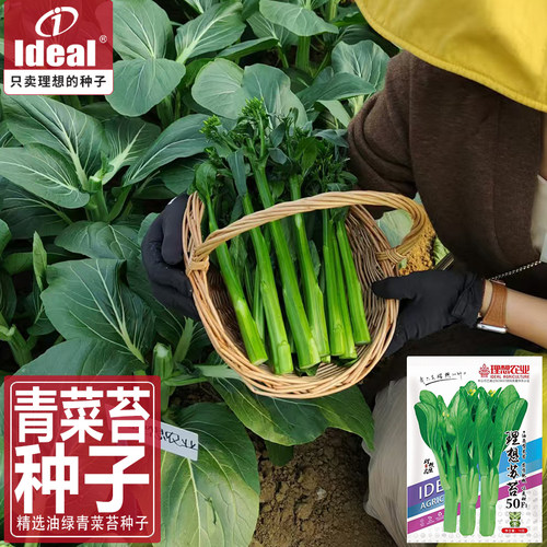 早熟青菜苔青菜心种子籽杂交多芽青菜苔四季高产农家庭院蔬菜种孑