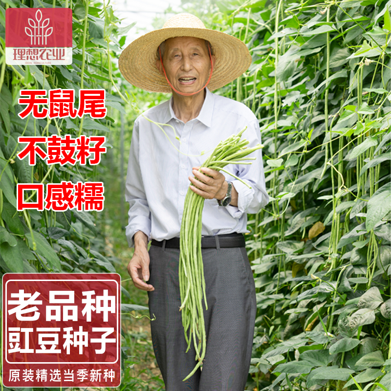 豆角蔬菜种子IDEAL四倍体种籽