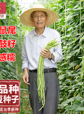 ideal理想农业理想种业长豇豆种子豆角青豆角种籽高产基地糯米豇
