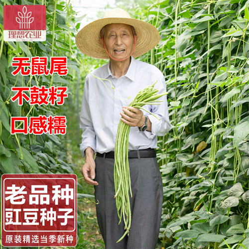 豆角蔬菜种子IDEAL四倍体种籽