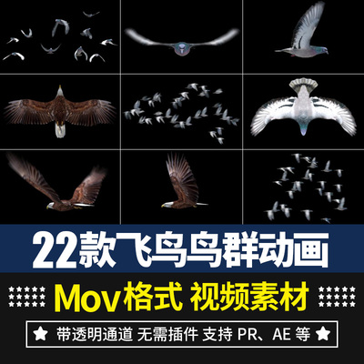 pr/ae视频素材飞鸟老鹰鸟群飞行飞翔效果动画alpha带透明通道mov