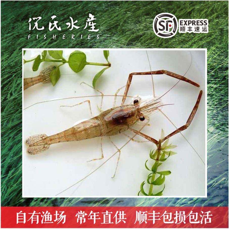 河虾苗草虾太湖三号青虾苗长臂大头虾苗养殖淡水清虾苗活体淡水养