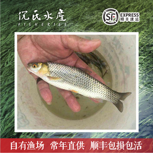 赤眼鳟红眼草鱼苗活体淡水路亚鱼塘养殖杂食性烧火草鱼苗红眼鱼苗