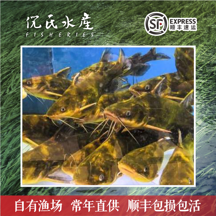 黄辣丁鱼苗黄颡鱼苗黄骨鱼汪丁鱼苗黄刺鱼汪刺鱼淡水冷水活体养殖