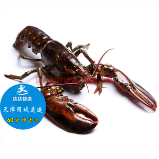 天津鲜活波龙大龙虾波士顿超大野生包邮加拿大进口澳龙青龙花龙
