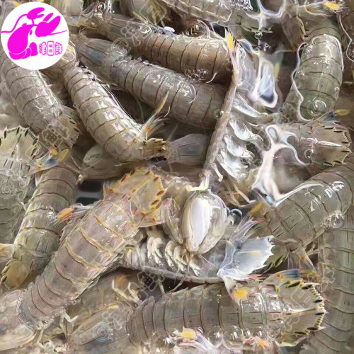 天津本地公母包邮满籽满肉北塘