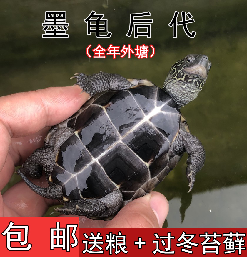 限7000张券黑腹墨龟苗活体全黑小乌龟外塘中华草龟苗镇宅风水招财长寿顶墨苗