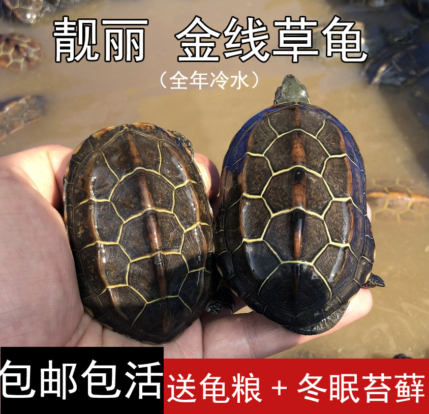 中华黑腹金线龟情侣一对宠物草龟小乌龟活体中华草龟草龟墨龟活物