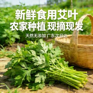 广东新鲜艾叶食用艾草青团糍粑艾米果清明果原料嫩叶现摘批发包邮