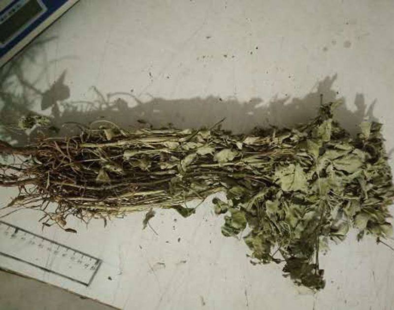 2025年花生根叶杆花生棵花生头花生藤包邮新鲜干品农家自然晾晒图片