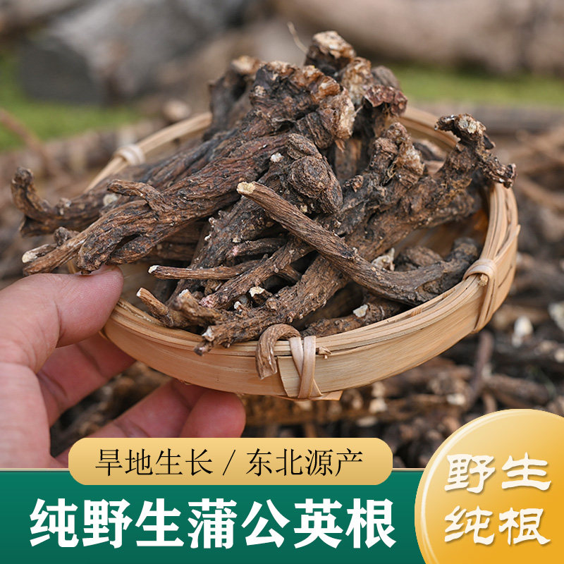 蒲公英中药材正品 东北纯野生蒲公英根250g 整颗蒲公英干货