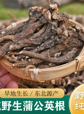 蒲公英中药材正品 东北纯野生蒲公英根250g 整颗蒲公英干货