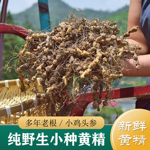 黄精中药材正品 纯野生新鲜黄精500g 正宗多花长梗黄精可九蒸九制