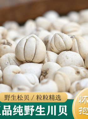 正品纯野生川贝母 特级四川野生松贝10g 川贝粒/川贝粉 贝母干货