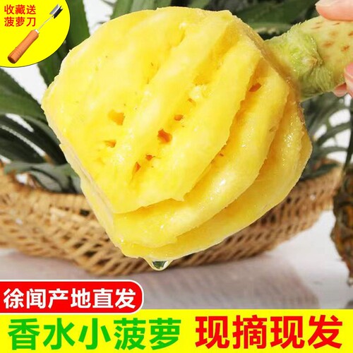 徐闻香水菠萝现摘现发鲜甜多汁