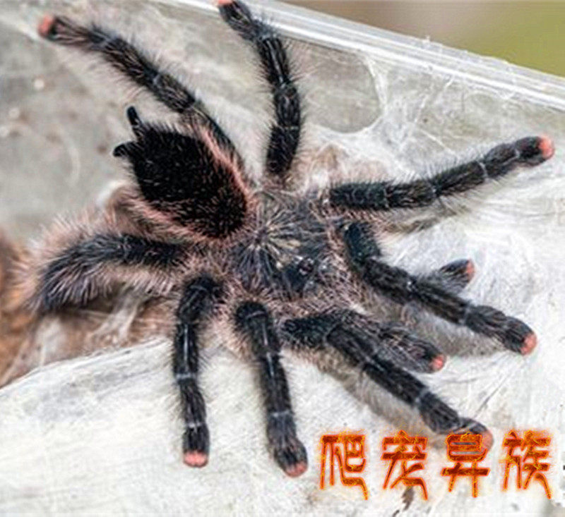 乌卡亚丽粉趾 星空炫彩蜘蛛 可爱温顺蜘蛛粉趾品种爬宠异族