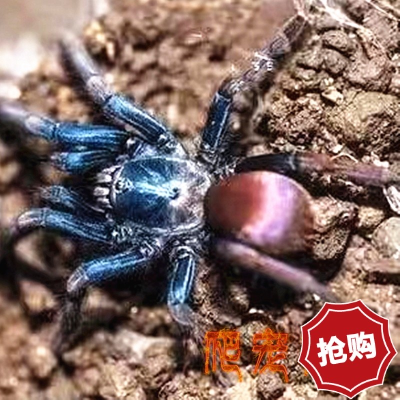 印度迷幻彩虹蜘蛛颜色艳丽高端装b彩迷幻彩虹漂亮好饲养爬宠异族