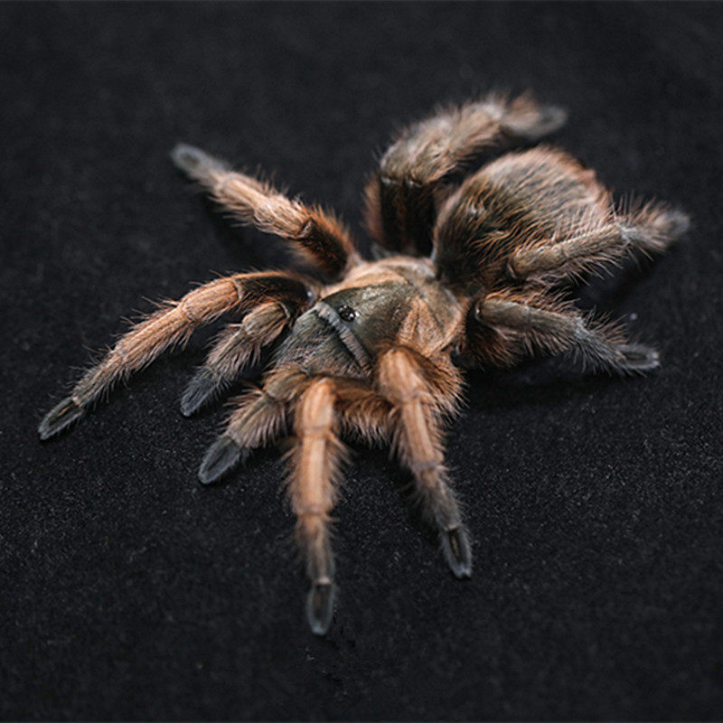 APH属墨西哥绿腿aphonopelma gabeli墨西哥大牙蜘蛛绿腿大牙蜘蛛