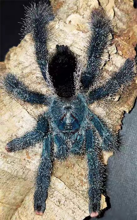 金属粉趾蜘蛛树栖粉趾类蜘蛛金属色漂亮蜘蛛