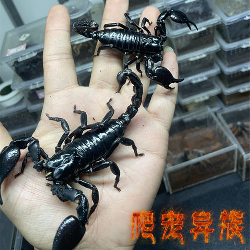 黑色温顺类可上手个体亚洲雨林蝎