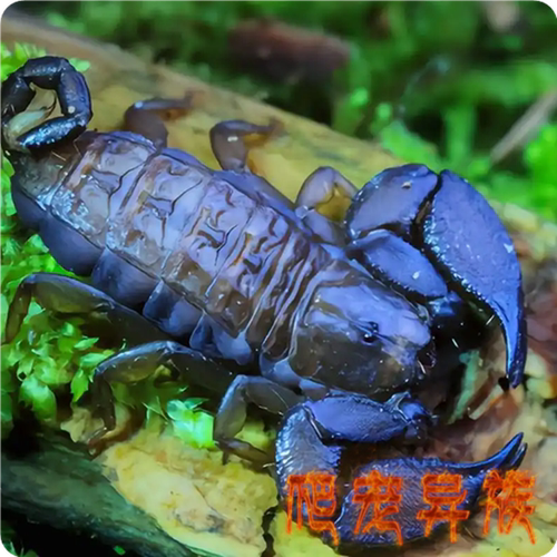 八重山蝎子单性繁殖无需交配成体可繁殖小型迷你型蝎子宠物八重山