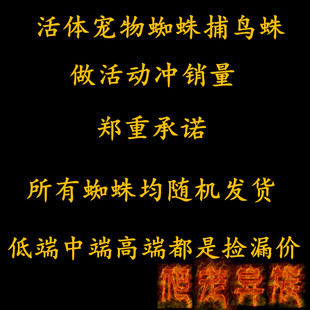 《店铺促销》宠物活体蜘蛛 所罗门 巴西黑 金直间 油彩福利活动价