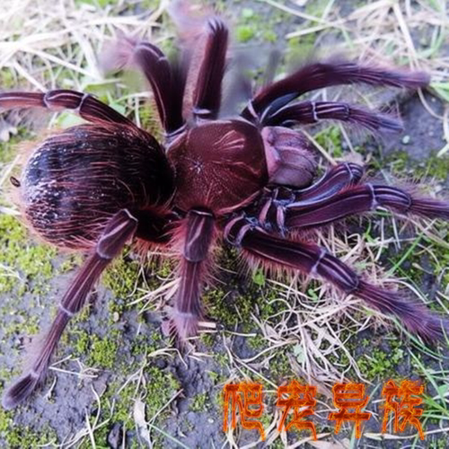 委内瑞拉捕鸟蛛宠物蜘蛛