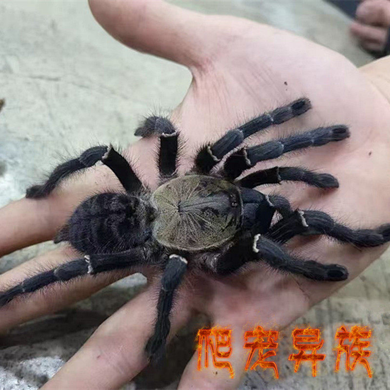 哈利本树老虎捕鸟蛛Ornithoctoninae sp.haribon大型树栖类蜘蛛