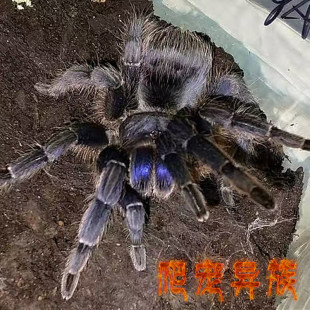 巴西黑蜘蛛 aph版 哥斯达黎加蓝面Aphonopelma crinirufum流通版