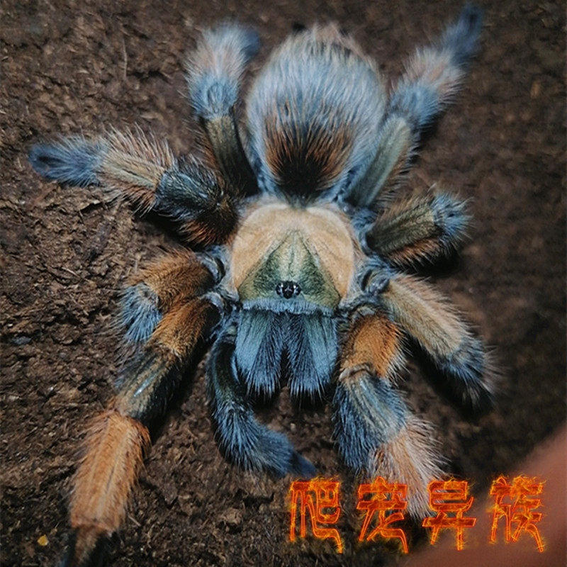 aph属里奥格兰金毛（墨西哥版）金毛蜘蛛颜色艳丽稀有收藏款蜘蛛
