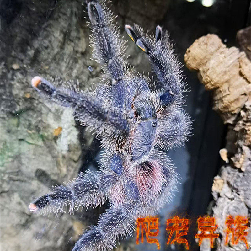 秘鲁紫粉趾Avicularia sp. Peru Purple毛色浓密颜色漂亮经典种