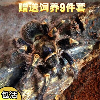 宠物蜘蛛活体宠物蜘蛛温顺好饲养