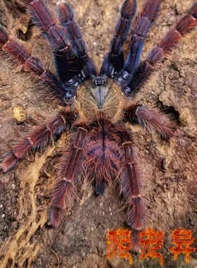 沙巴红树老虎 Phormingochilus sp Sabah Red 蜘蛛高端稀有收藏款