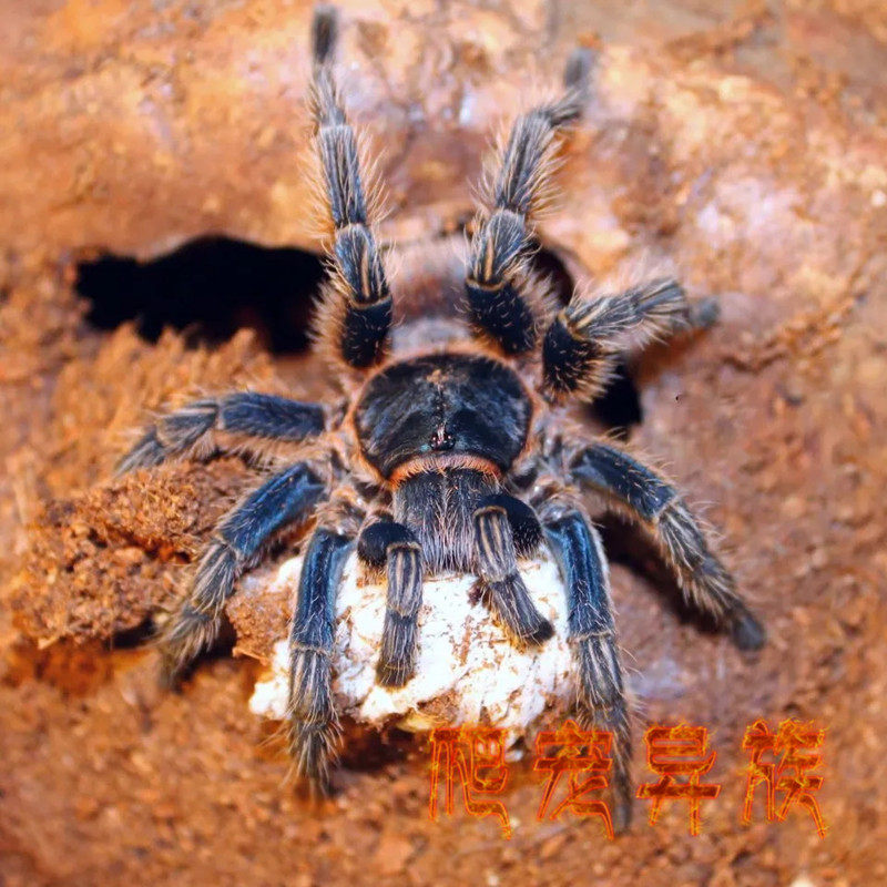 金属红尾蜘蛛(红尾种)玩家收藏品种活体宠物蜘蛛爬宠异族